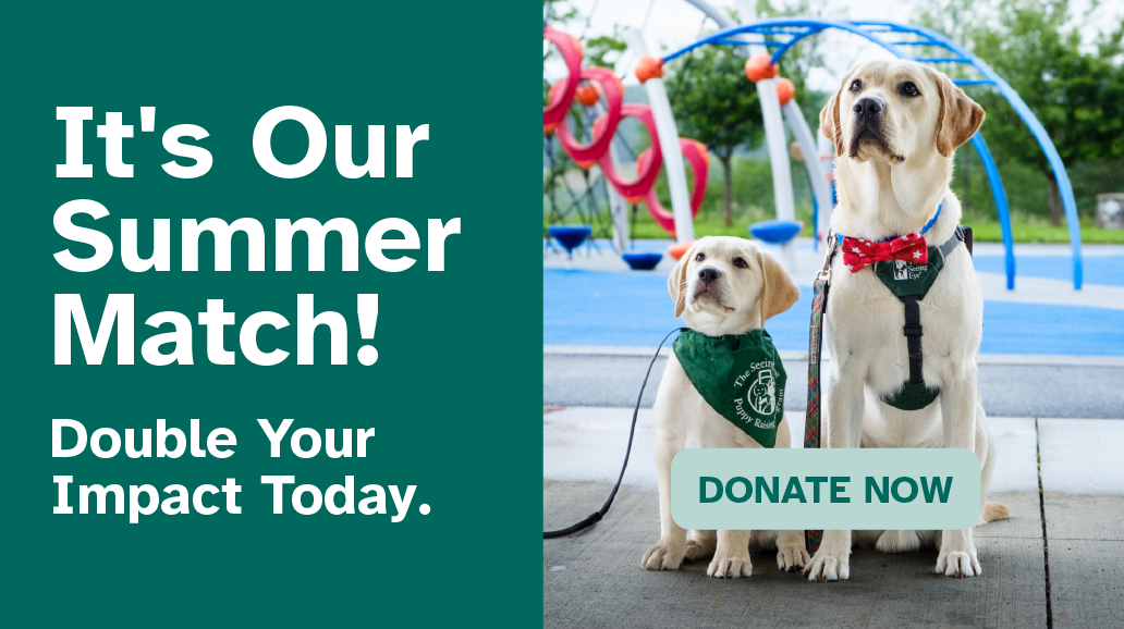Two Seeing Eye dogs sit next to each other in front of a colorful playground. One is a yellow Labrador puppy wearing a green Puppy Raiser bandana and the other is an adult yellow Lab wearing a Seeing Eye vest. Text says 'It's our summer Match! Double Your Impact Today" and there is a button that says Donate Now.